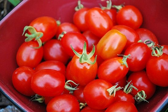 Grape tomatoes from the garden