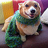 Will Your Furry Friend Take Part in Dress Up Your Pets Day?