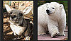 So Many Baby Animals — It's Time to Play the Cute Game to Win!