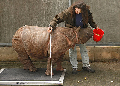 Photos of a Baby Rhino
