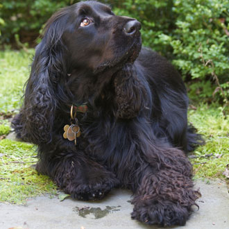 Guess What Breed Super Quiz: All Spaniel Edition! Guess What Breed Super Quiz: All Spaniel Edition!