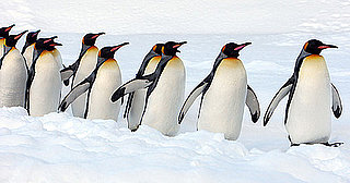 Royal Mini March of the King Penguins