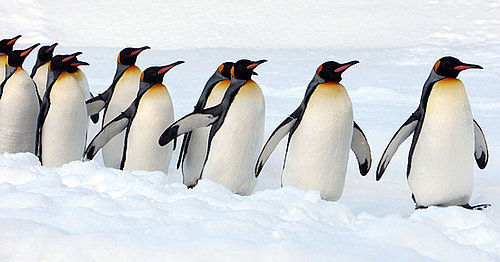 Royal Mini March of the King Penguins
