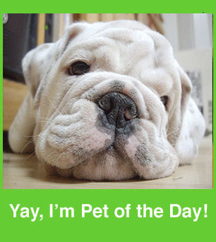 Add Your Lil Superstars to the Pet of the Day Group!