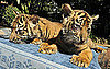 Sumatran Tigers