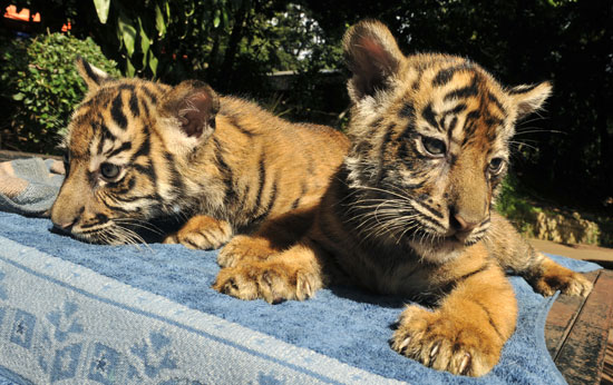 Sumatran Tigers Sumatran Tigers