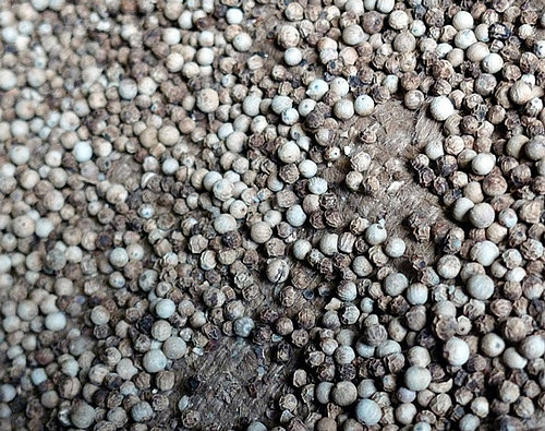 White Pepper: Love It or Hate It?