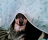 Pet Pic of the Day: Benny's Bathroom Peek-a-Boo