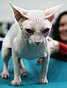 What Do You Know About Sphynxes?