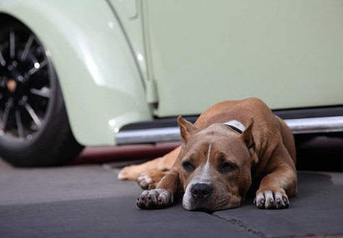 Jesse James' Missing Dog