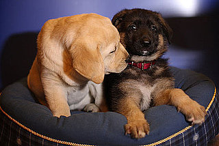 Pups of the Most Popular Dog Breeds Share an Adorable Kiss!