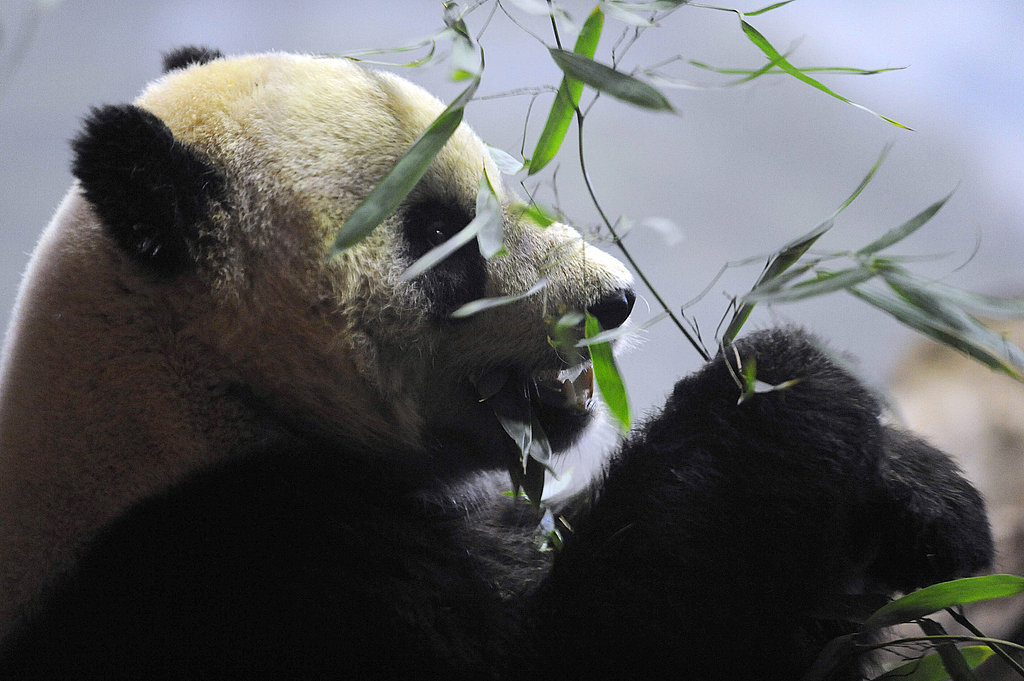 Tai Shan Goes Back to China on Feb. 4 Tai Shan Goes Back to China on Feb. 4