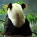 Have You Ever Seen Tai Shan?