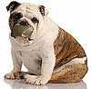 What's Your Take: Debarking Dogs?