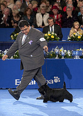 The AKC/Eukanuba National Champion Is... The AKC/Eukanuba National Champion Is...