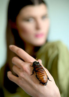 Bugs in the Bedroom . . . on Purpose?