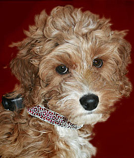 This Dog Collar Costs How Much?!