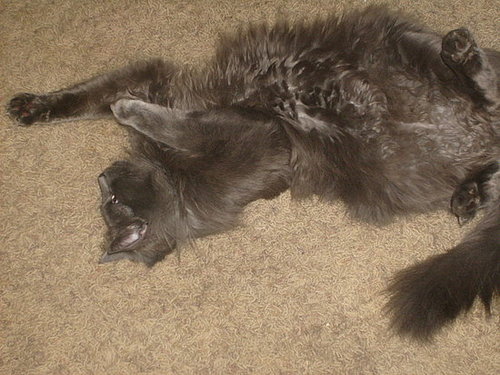 Bailey chasing "invisible faeries"