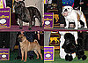 2010 Non-Sporting Group Winners at Westminster