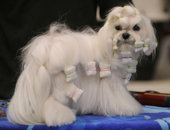 It's Almost Time — Peep Pretty Pups Prepping for Westminster It's Almost Time — Peep Pretty Pups Prepping for Westminster