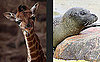 Use a Few Free Minutes to Play Our Baby Animal Faceoff!