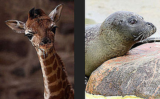 Use a Few Free Minutes to Play Our Baby Animal Faceoff!