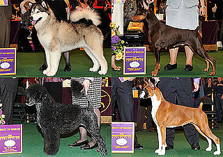2010 Working Group Winners at Westminster