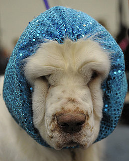 Ready, Set, Day Two of Westminster — It's More Cuteness to See!