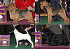 2010 Terrier Group Winners at Westminster