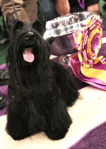 Sadie the Scottish Terrier Wins Westminster