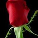 saheraghav's picture