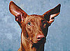 Do Tell: Share Your Pet's Best Feature!