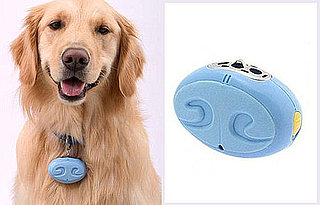 Allergy Sufferers, Make Your Pet Carry His Own Ionizer  