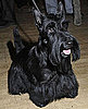 Facts About Scottish Terriers