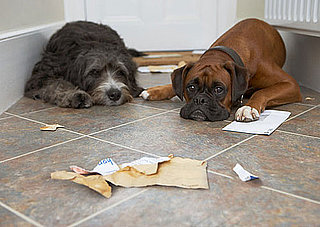 Do Your Pets Love Mail?