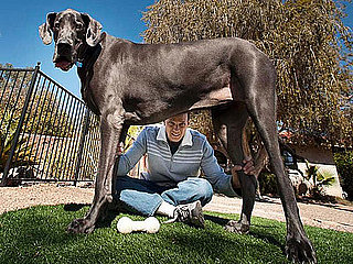 Giant George Is the World's Tallest Dog in Guinness