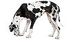 Great Dane Facts and Trivia