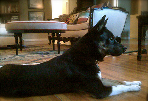 New Puppy Alert! Dianna Agron's Rescue Pooch