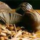 bethschocolate