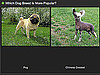 Do You Know Which Breed Is More Popular?