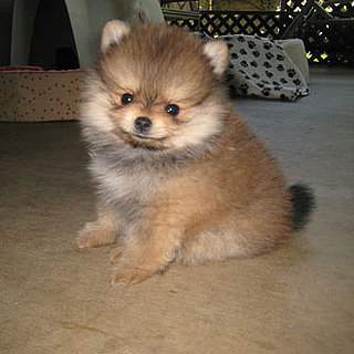 Puppy Breed Quiz 2011-03-22 12:00:00