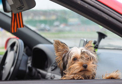 What Do You Know About Yorkshire Terriers?