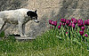 Composting Is Dangerous For Pets