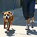 Walk For Speed and Distance