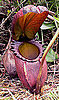 This Plant Lives to Eat Poop