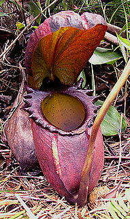 This Plant Lives to Eat Poop