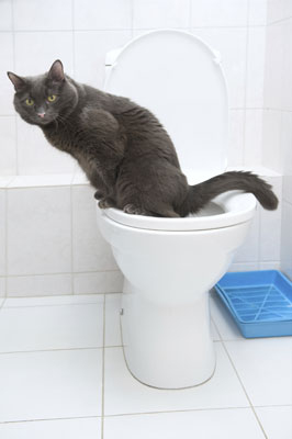 How Long Did It Take to Potty Train Your Pet?