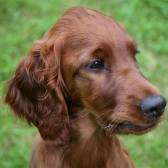 Guess What Breed Super Quiz: St. Patrick's Day Edition!
