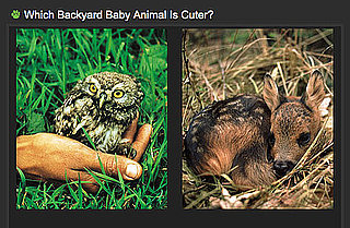 Pick the Cuter Backyard Baby in a Brand-New Faceoff For Spring!
