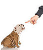 PetSugar Link Time 2010-03-19 12:25:18